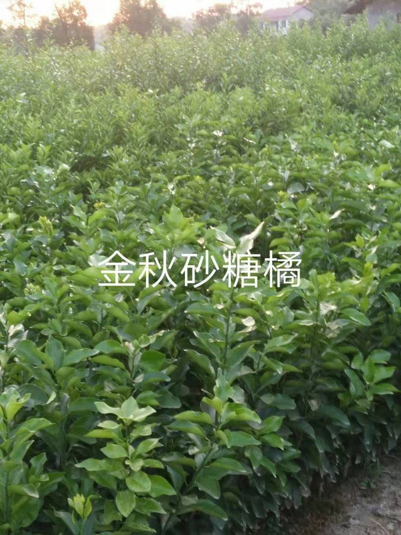 四川种苗、金秋早熟砂糖橘苗，香橙头金秋早熟砂糖橘苗