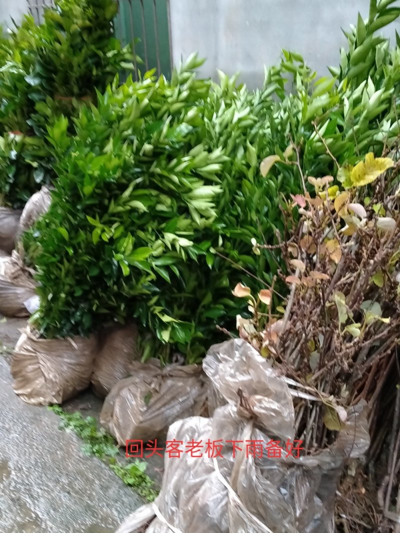 四川种苗、金秋早熟砂糖橘苗，香橙头金秋早熟砂糖橘苗