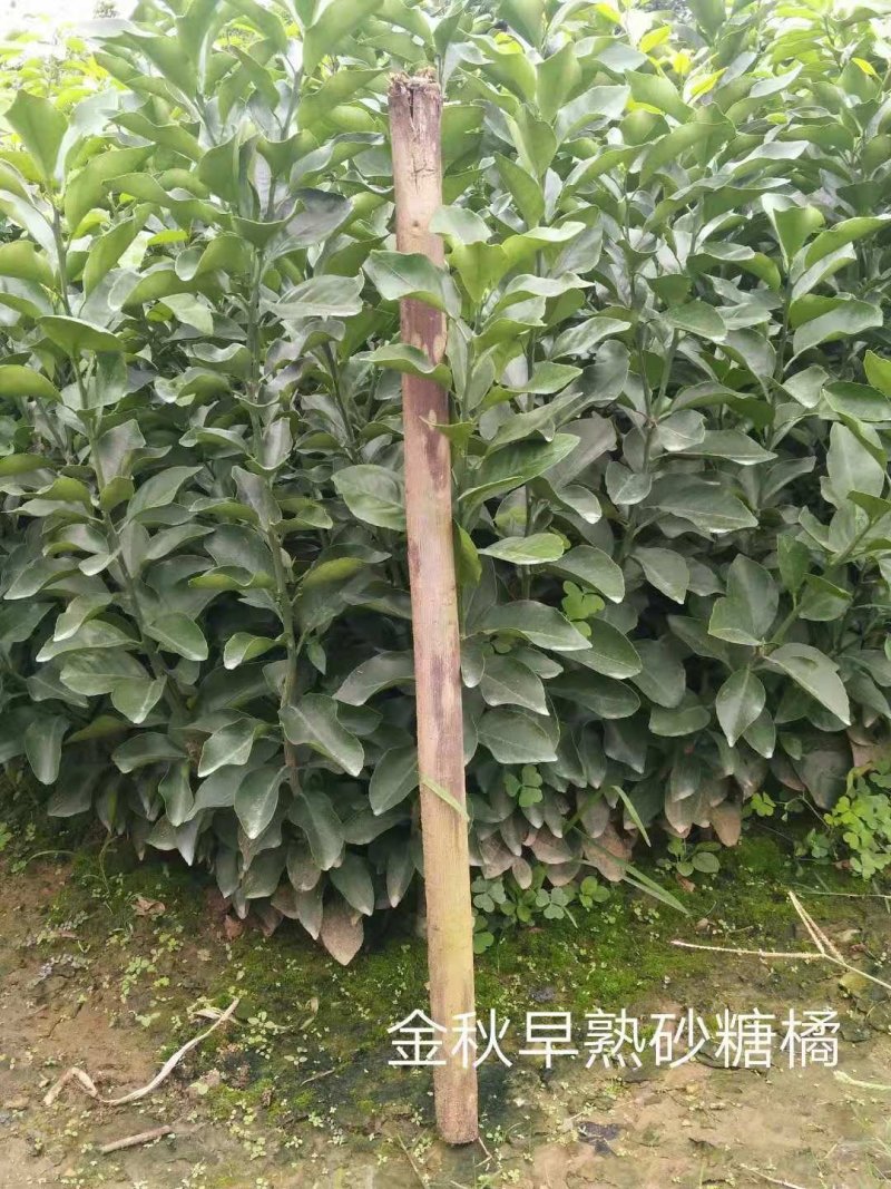 四川种苗、金秋早熟砂糖橘苗，香橙头金秋早熟砂糖橘苗