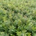 杨梅实心苗、杨梅大小苗