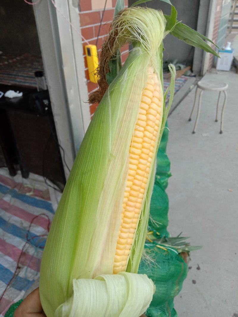 太阳花水果玉米，大量供货，包装上车一条龙服务