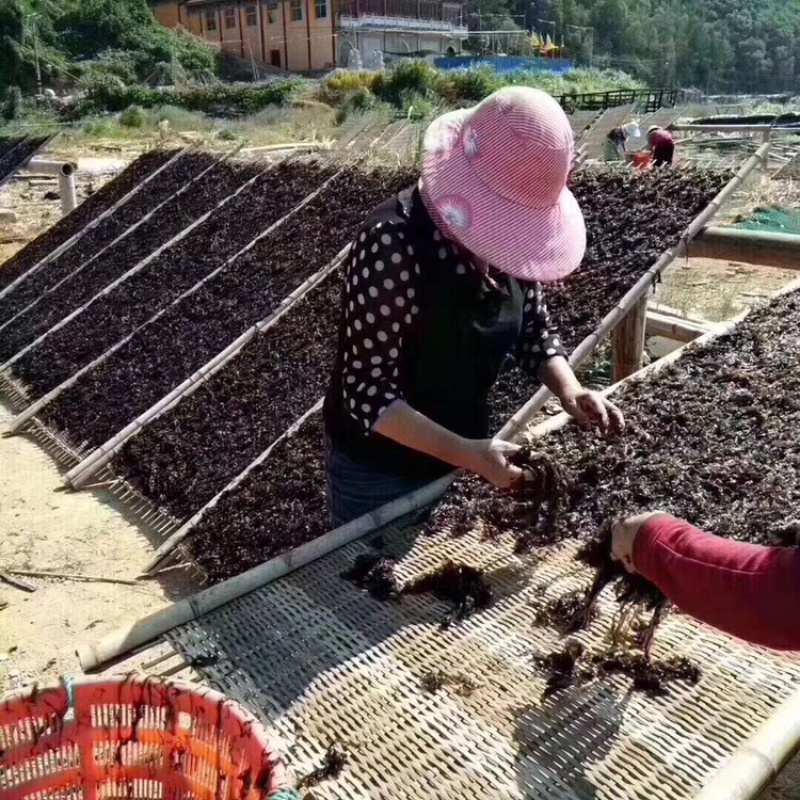 霞浦沙塘湾头水紫菜（量大优惠）