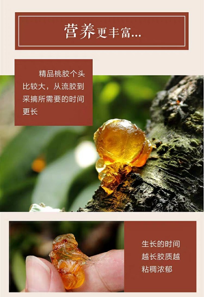 桃胶植物桃山桃树皮中分泌出来的树脂又名桃油