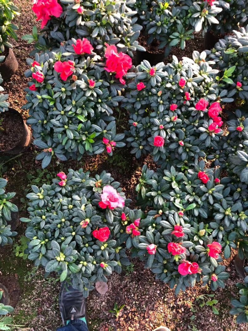 杨梅红杜鹃花自家苗圃种植一手货源视频照片看货长期货量充足