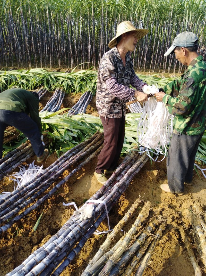 广西黑皮甘蔗产地直发/口感脆甜多汁/免费提供便宜回程车