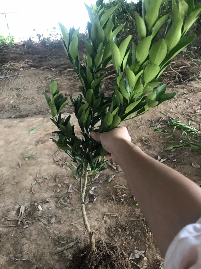 新品种媛红碰柑苗红肉柑橘苗当年结果南方种植苗
