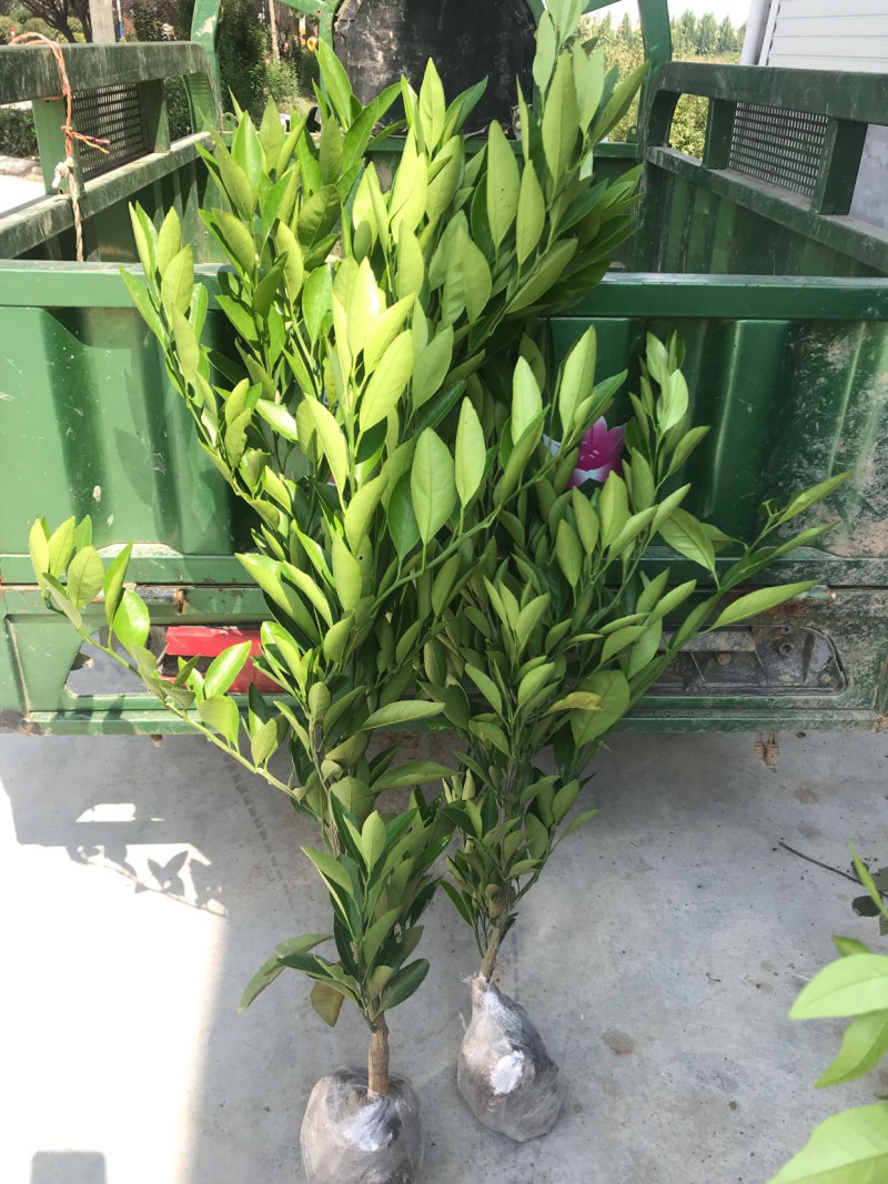 新品种媛红碰柑苗红肉柑橘苗当年结果南方种植苗