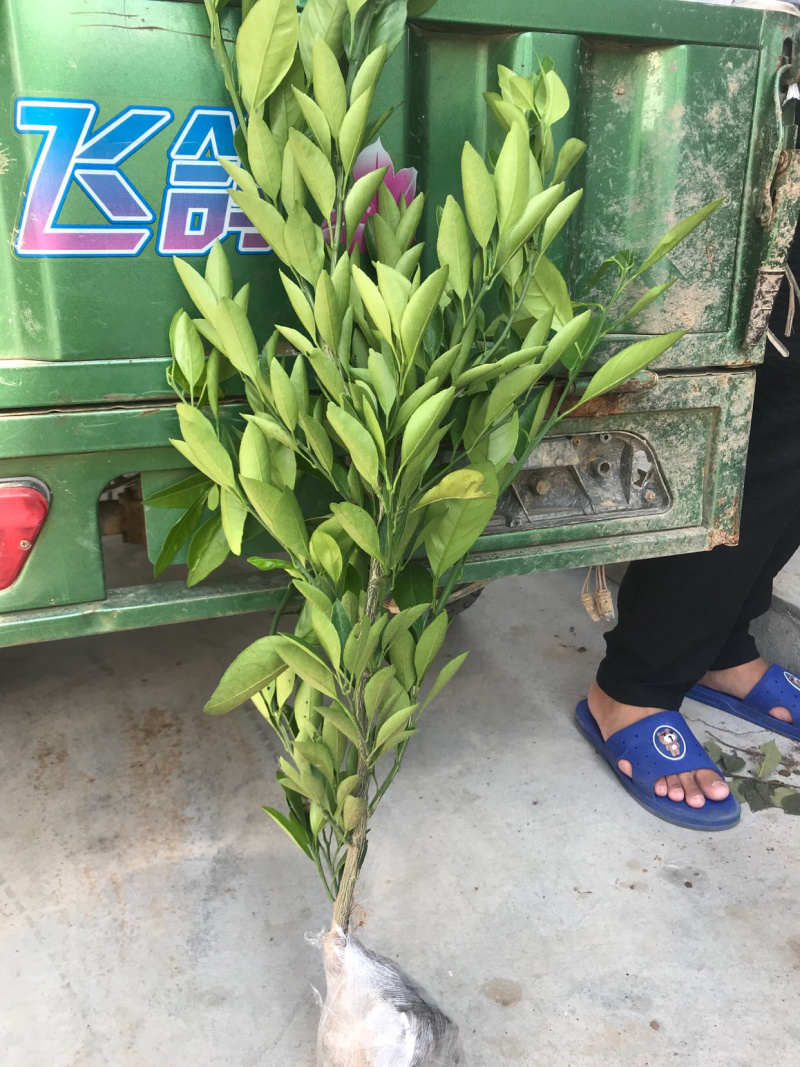 新品种媛红碰柑苗红肉柑橘苗当年结果南方种植苗