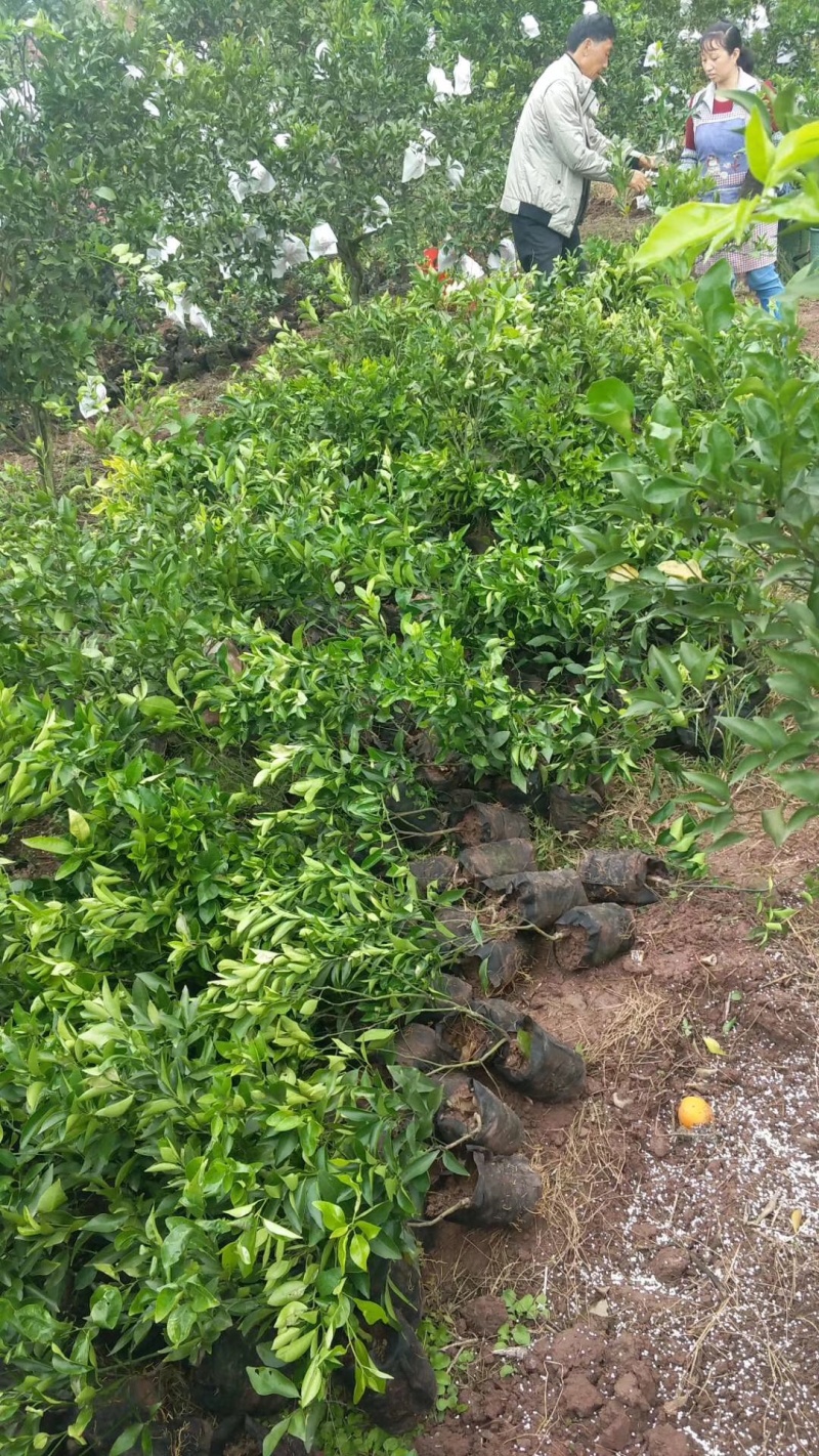 新品种媛红碰柑苗红肉柑橘苗当年结果南方种植苗