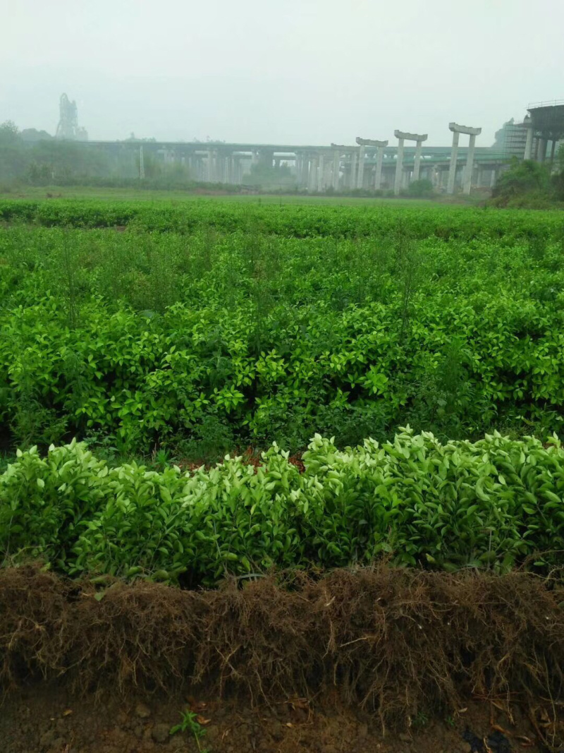 新品种媛红碰柑苗红肉柑橘苗当年结果南方种植苗