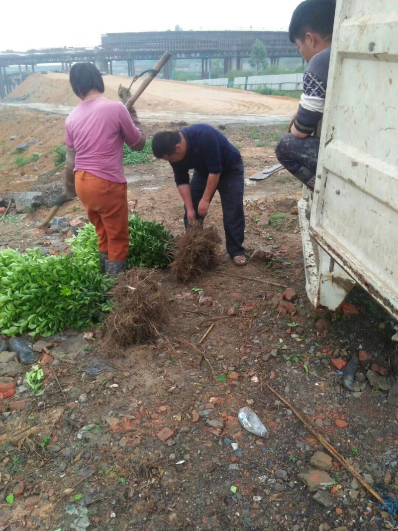 新品种媛红碰柑苗红肉柑橘苗当年结果南方种植苗