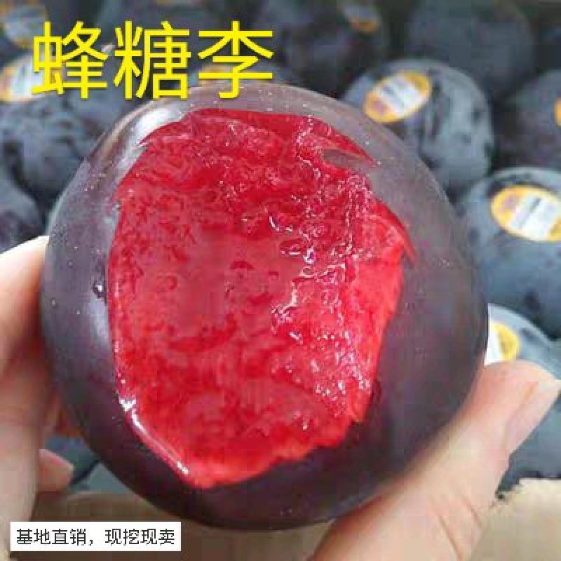 嫁接蜂糖红心李子苗品种纯正保成活现挖现卖基地直销