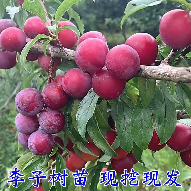 嫁接蜂糖红心李子苗品种纯正保成活现挖现卖基地直销