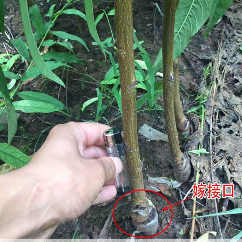 嫁接蜂糖红心李子苗品种纯正保成活现挖现卖基地直销