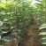 新品种矮化樱桃苗鲁樱3号俄8樱桃树苗树势好根系发达