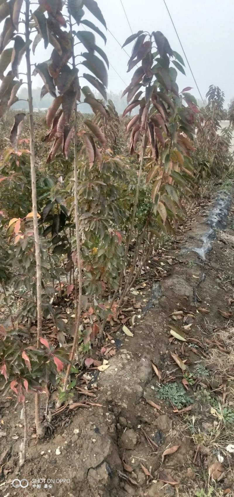 新品种矮化樱桃苗鲁樱3号俄8樱桃树苗树势好根系发达