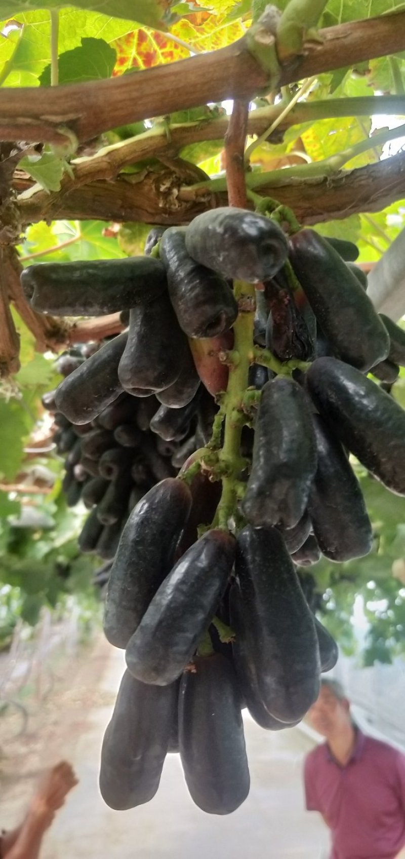 甜蜜蓝宝石葡萄苗，品种纯正量大优惠可签订合同