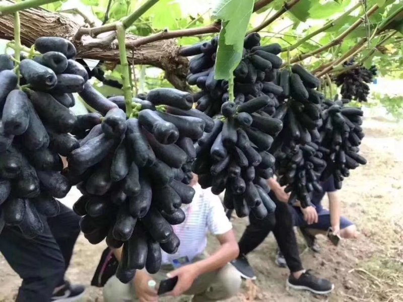 甜蜜蓝宝石葡萄苗，品种纯正量大优惠可签订合同