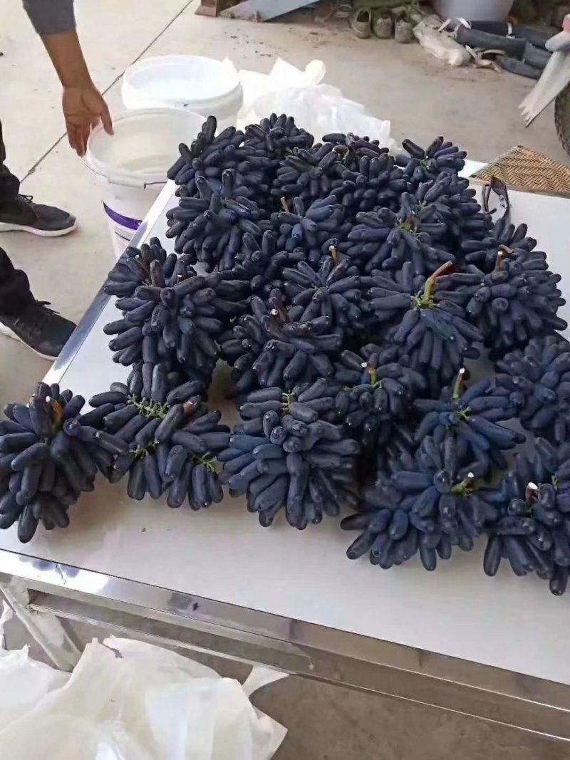 甜蜜蓝宝石葡萄苗，品种纯正量大优惠可签订合同