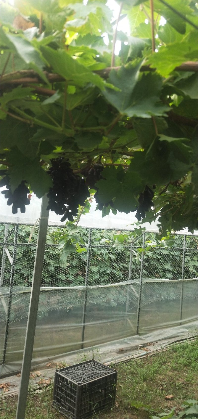 甜蜜蓝宝石葡萄苗，品种纯正量大优惠可签订合同