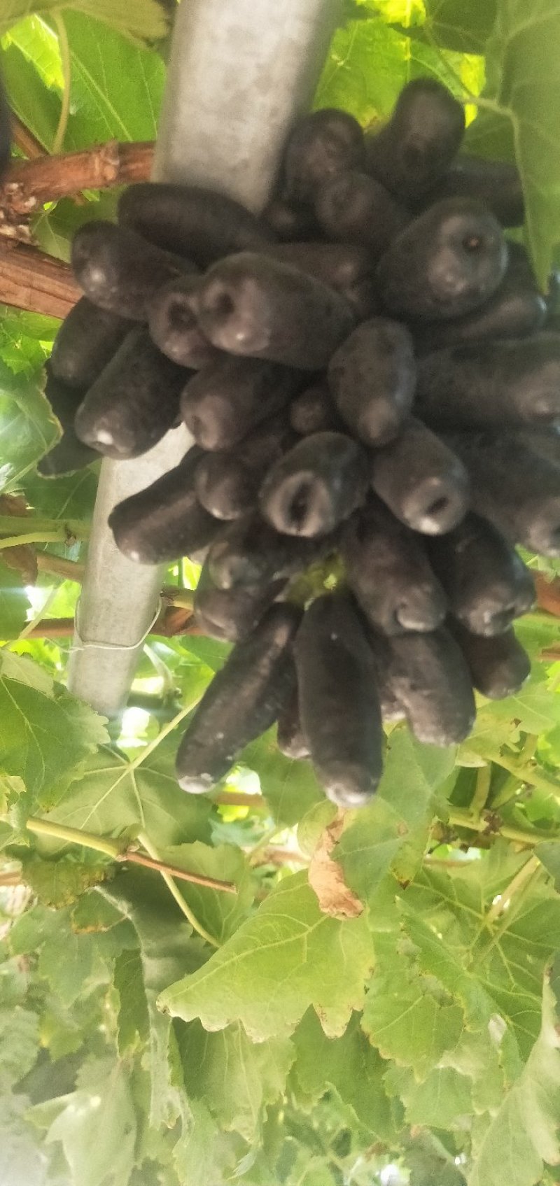 甜蜜蓝宝石葡萄苗，品种纯正量大优惠可签订合同