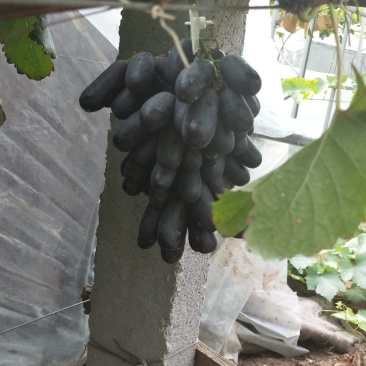 甜蜜蓝宝石葡萄苗，品种纯正量大优惠可签订合同