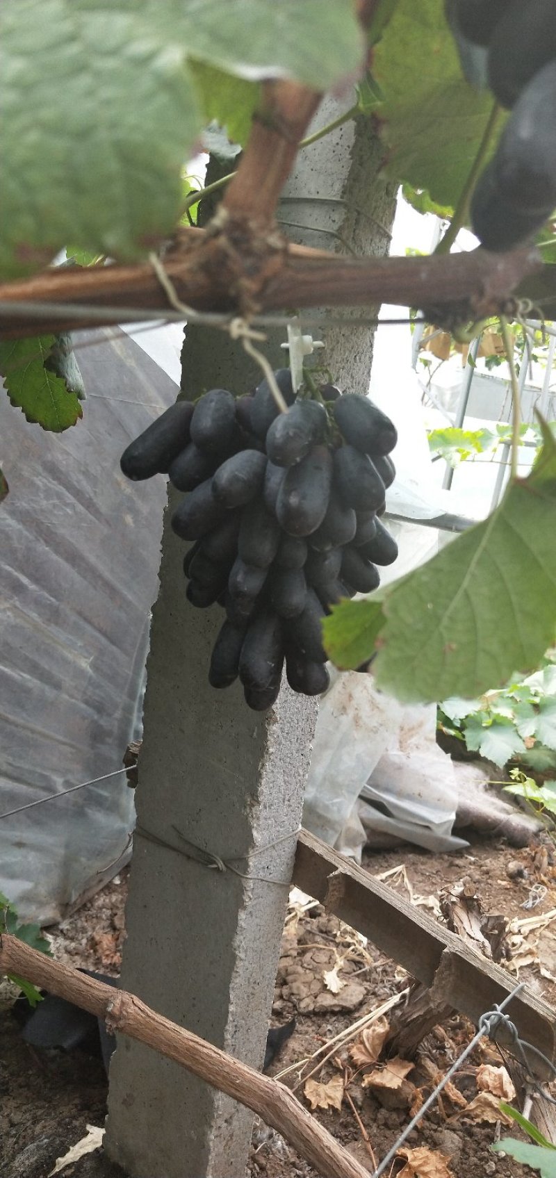 甜蜜蓝宝石葡萄苗，品种纯正量大优惠可签订合同