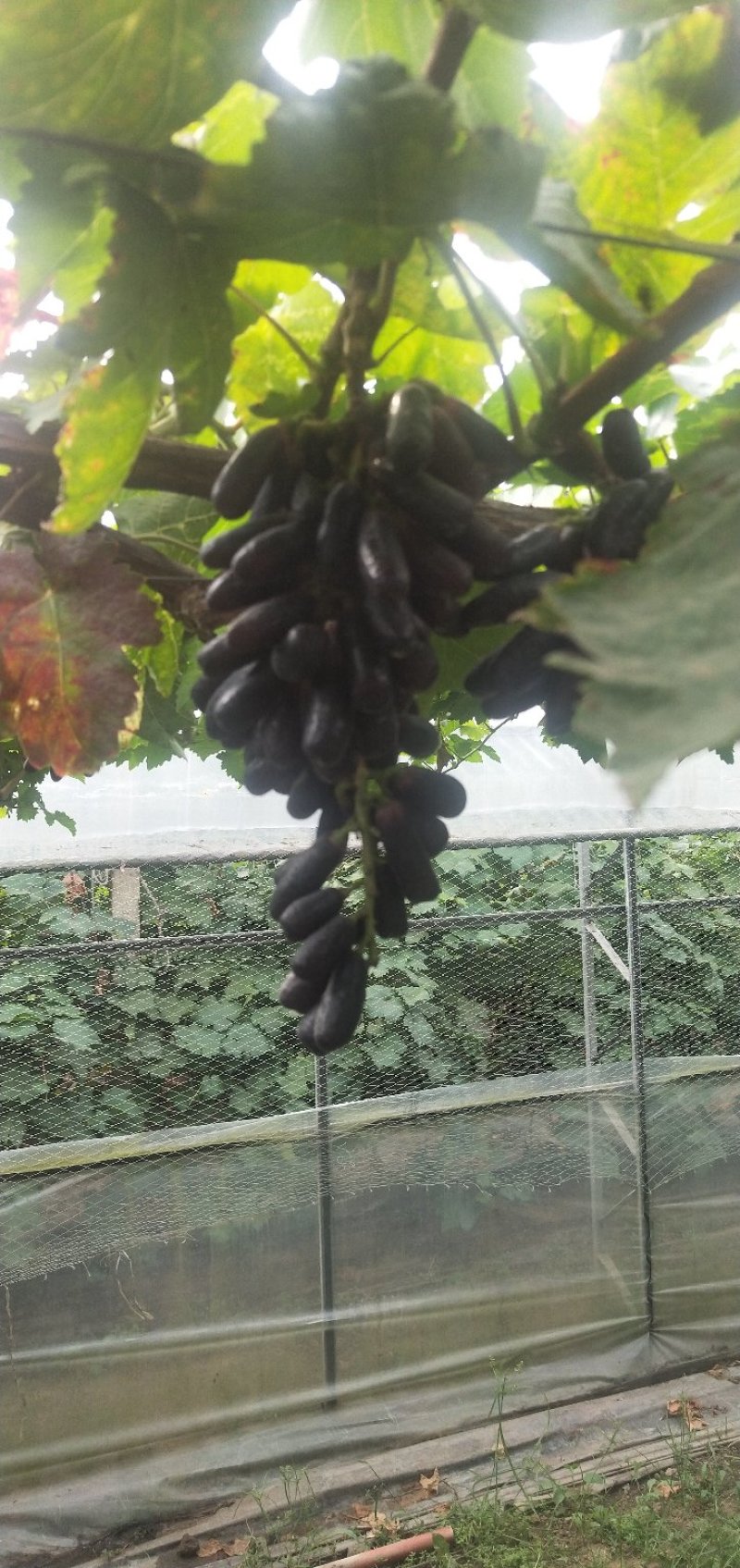 甜蜜蓝宝石葡萄苗，品种纯正量大优惠可签订合同