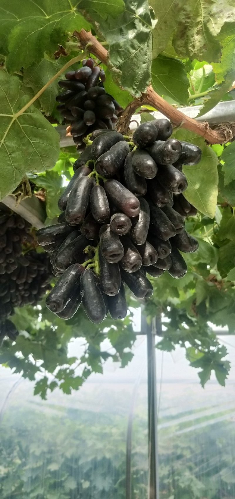 甜蜜蓝宝石葡萄苗，品种纯正量大优惠可签订合同