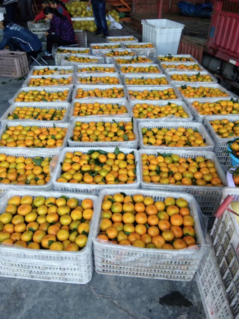 湖北柑橘特早蜜桔果大皮薄纯甜化渣一手货源批发