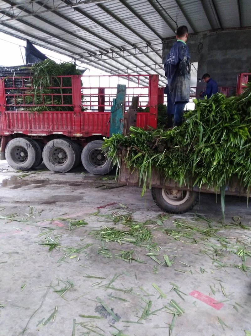 广西黑皮甘蔗/产地直销/提供便宜回头车/诚信报价
