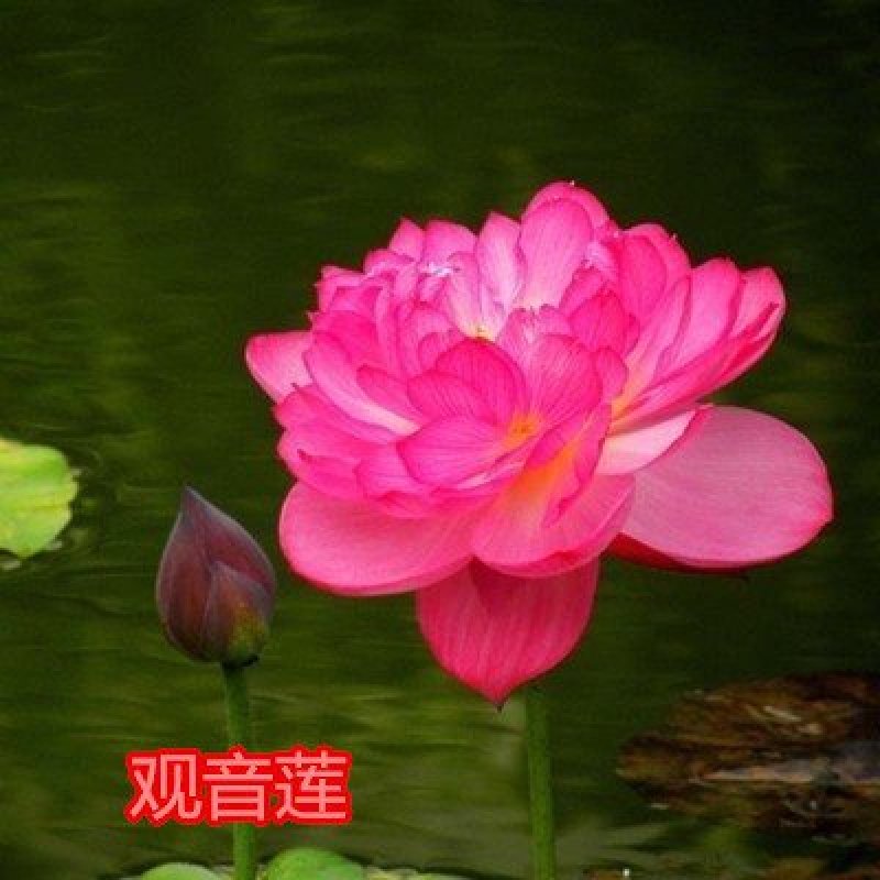 大型观赏荷花种藕苗盆栽荷花苗荷花种根苗莲花