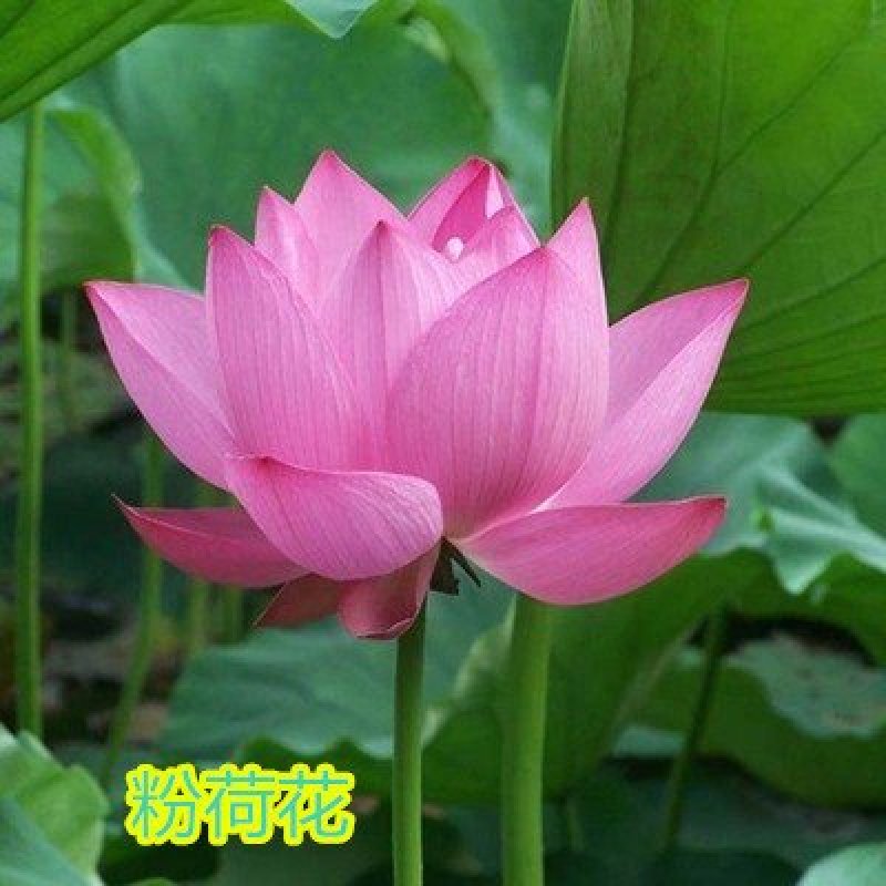大型观赏荷花种藕苗盆栽荷花苗荷花种根苗莲花