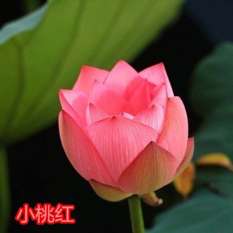 大型观赏荷花种藕苗盆栽荷花苗荷花种根苗莲花