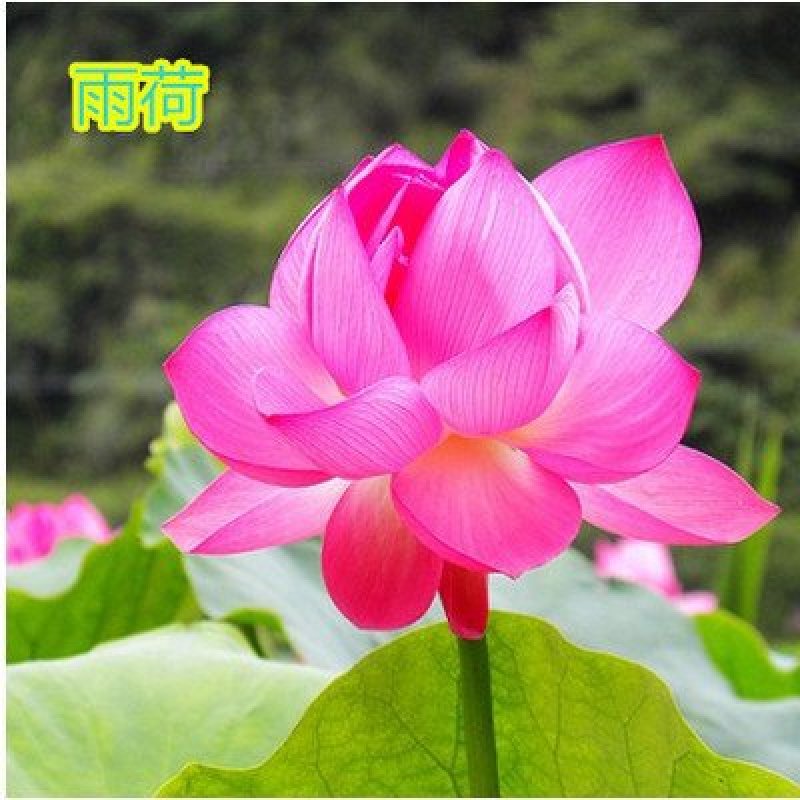 大型观赏荷花种藕苗盆栽荷花苗荷花种根苗莲花