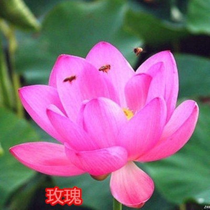 大型观赏荷花种藕苗盆栽荷花苗荷花种根苗莲花
