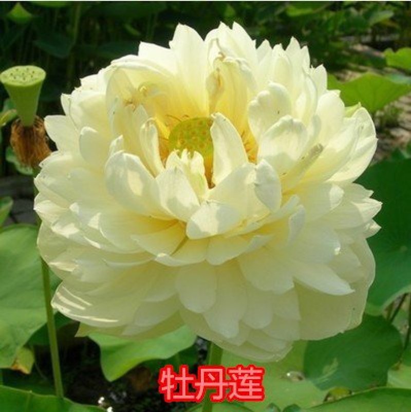 大型观赏荷花种藕苗盆栽荷花苗荷花种根苗莲花