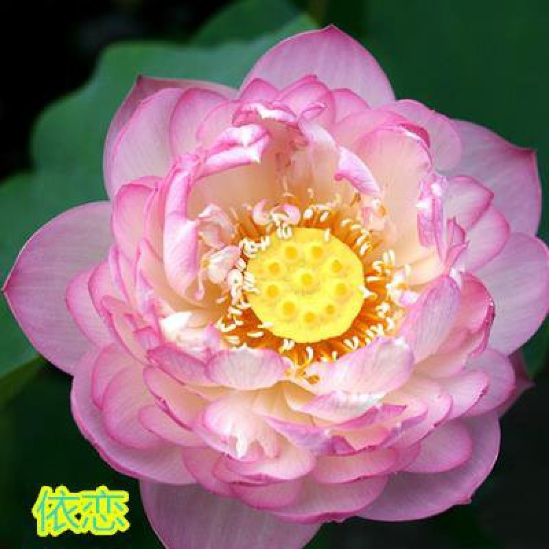 大型观赏荷花种藕苗盆栽荷花苗荷花种根苗莲花