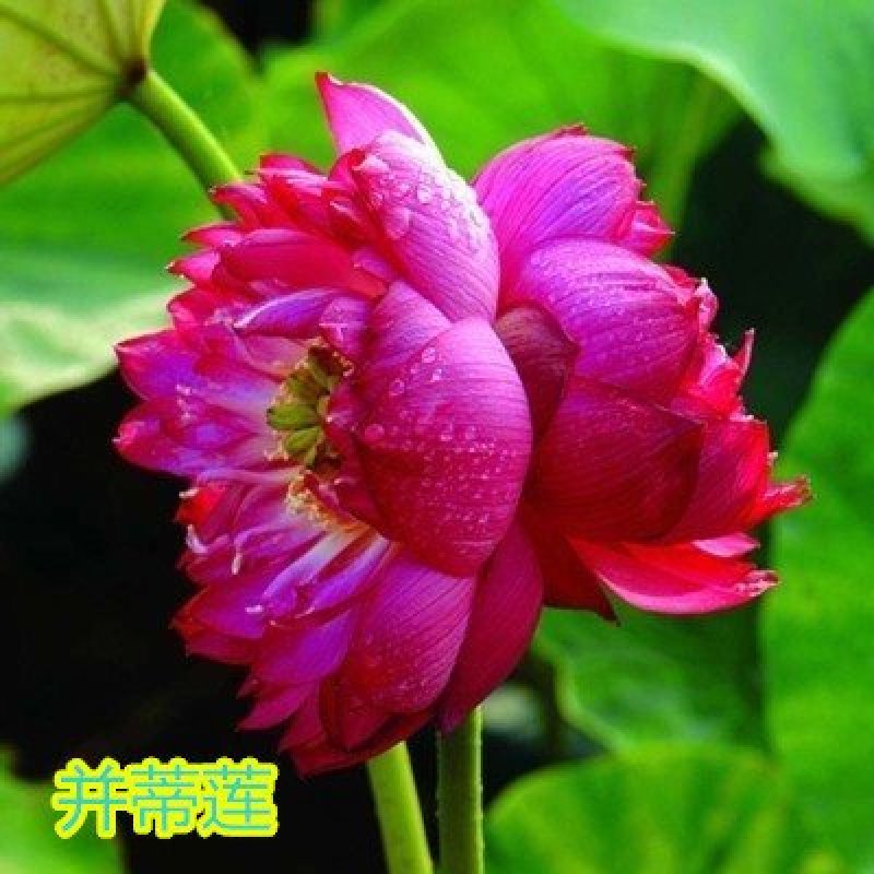 大型观赏荷花种藕苗盆栽荷花苗荷花种根苗莲花