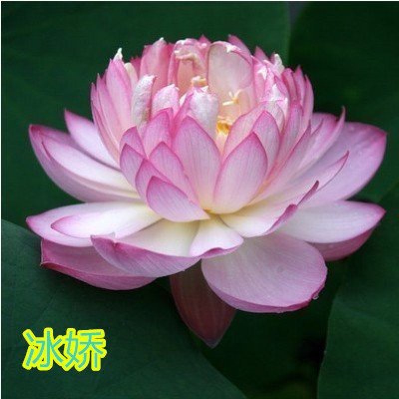 大型观赏荷花种藕苗盆栽荷花苗荷花种根苗莲花