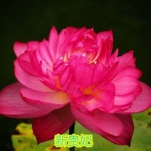 大型观赏荷花种藕苗盆栽荷花苗荷花种根苗莲花