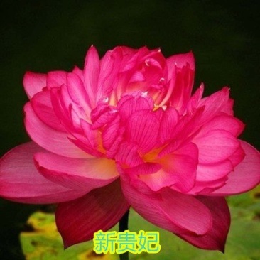 大型观赏荷花种藕苗盆栽荷花苗荷花种根苗莲花