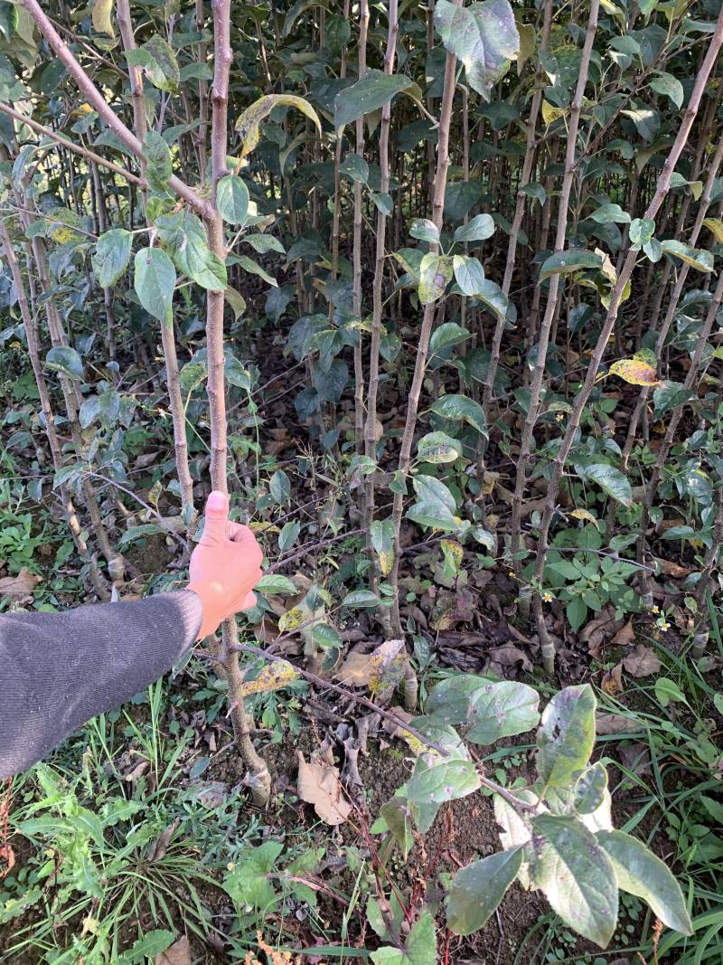 新品种鲁丽苹果苗，红露苹果苗现挖苗现发货，死苗补发，