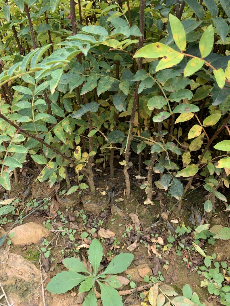 贡椒苗，云南花椒苗，红花椒苗大量现货供应