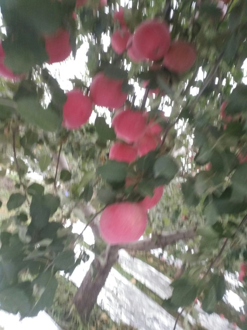 套袋富士光果大量上市