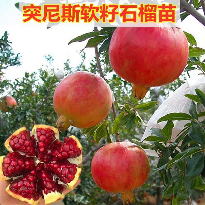 【基地直销】突尼斯软籽石榴苗保证品种高成活率