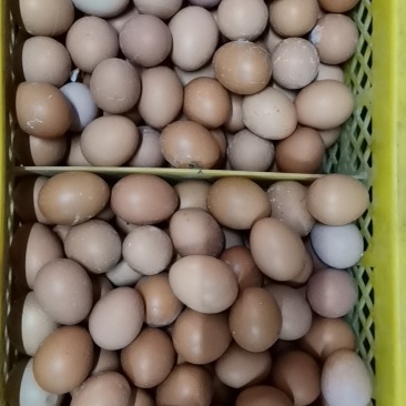 精品红皮鸡蛋