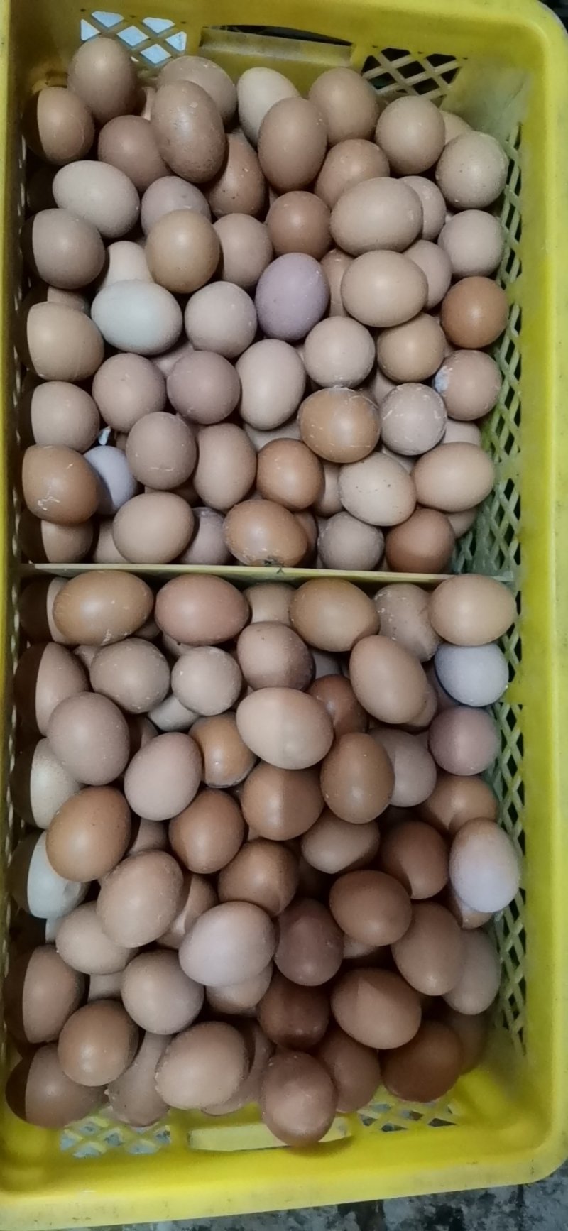 精品红皮鸡蛋
