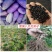 八月瓜紫宝二号种子少籽八月瓜湖南八月瓜1、种植