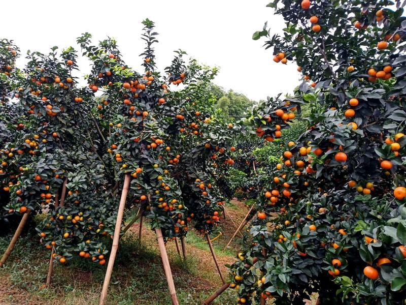 四川富顺万亩金秋砂糖橘大量上市年产1000万斤以上精品